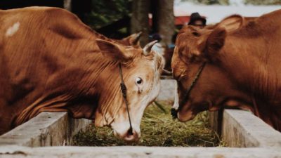 daging sapi